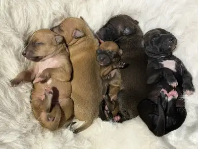 Italian Greyhound Puppy, View more