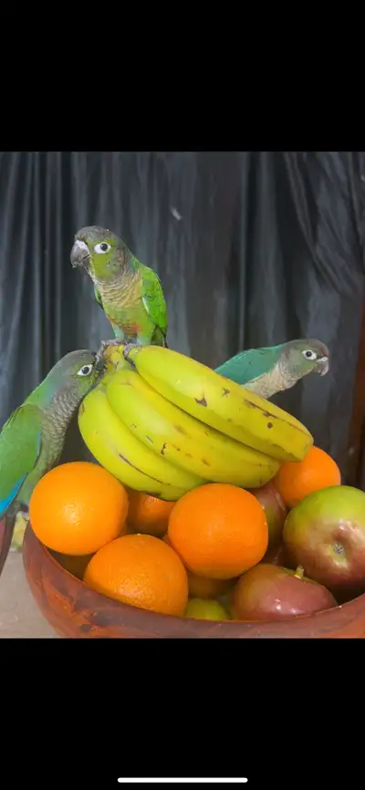 bébés conures , View more