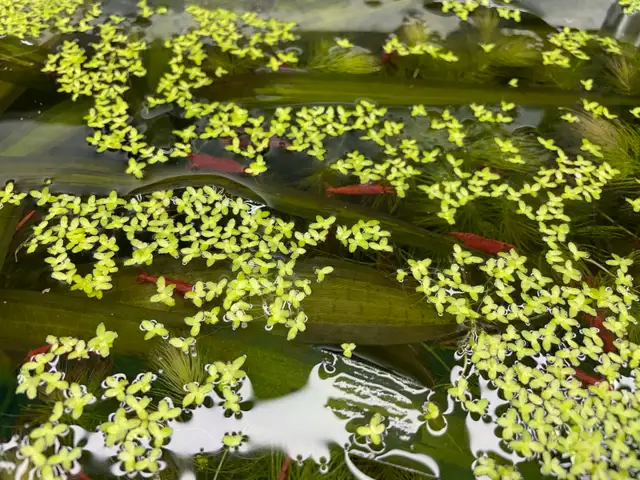 Supreme Red Cherry Shrimp in Fish for Rehoming in Hamilton - Image 5