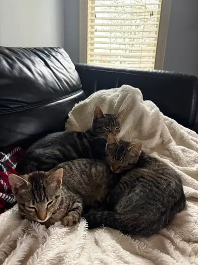 2 adorable twin tabby females, View more