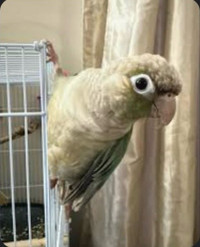 Conures  for sale  250$ EACH - (Delightful Pair of Hand-Tamed )
