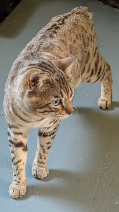 Bengalynx Mâle snow , stériliser, vacciné Très beau mâle aux yeux verts émeraude. Fin de mon élevage...