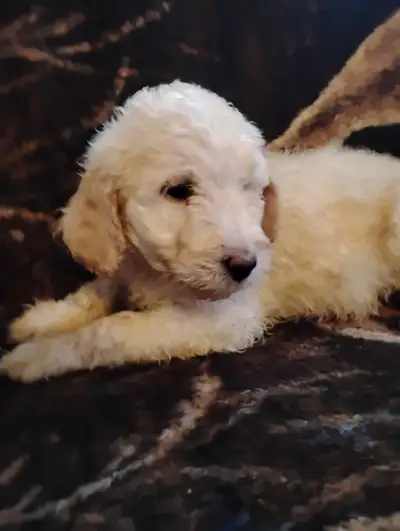 These nine adorable labradoodle puppies are ready to find their forever homes! These cuddly and play...