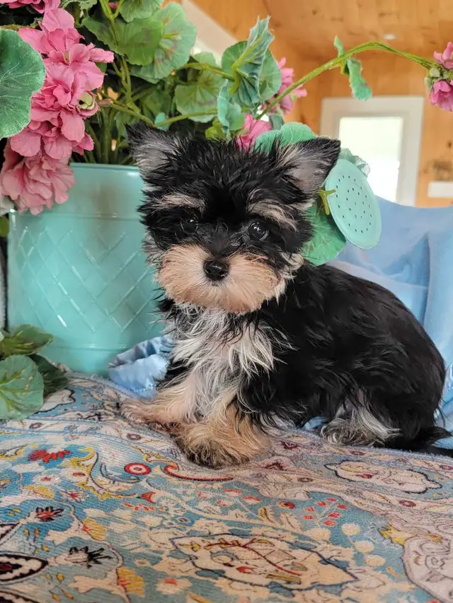 Chiot Yorkshire et chiot Morkie  in Dogs & Puppies for Rehoming in Longueuil / South Shore - Image 5
