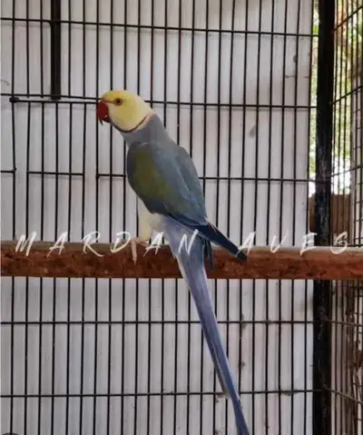 MALE violet turquoise chct Indian ringneck baby available, View more