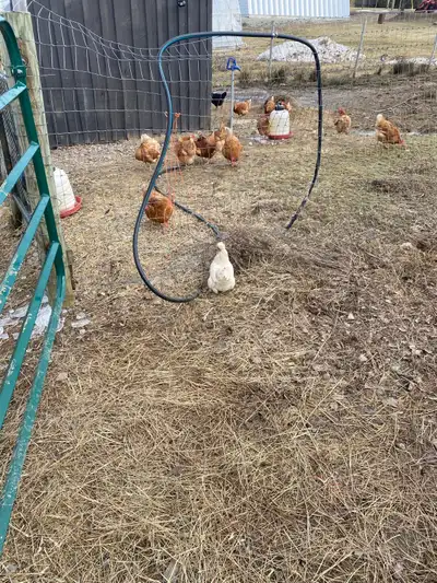 hens for reforming , View more