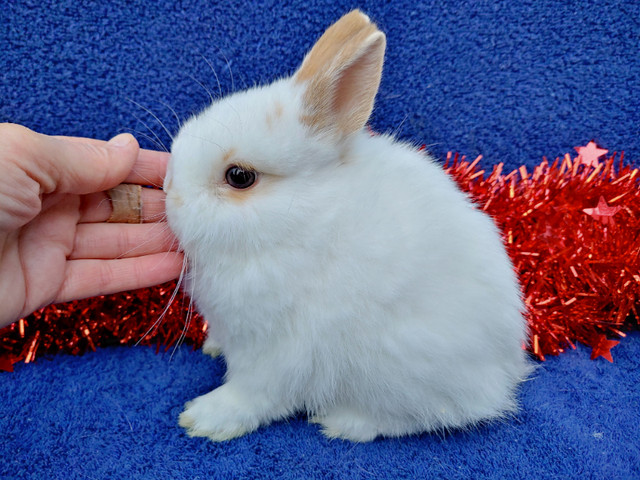 EXTRAORDINARY NETHERLAND DWARF BABY BUNNIES in Small Animals for Rehoming in City of Toronto