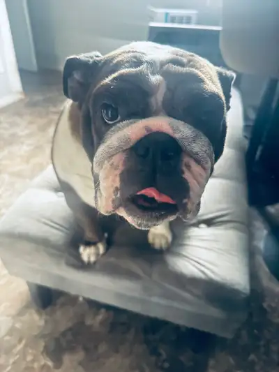  RARE ENGLISH BULLDOG FEMALE – AMAZING TEMPERAMENT , View more