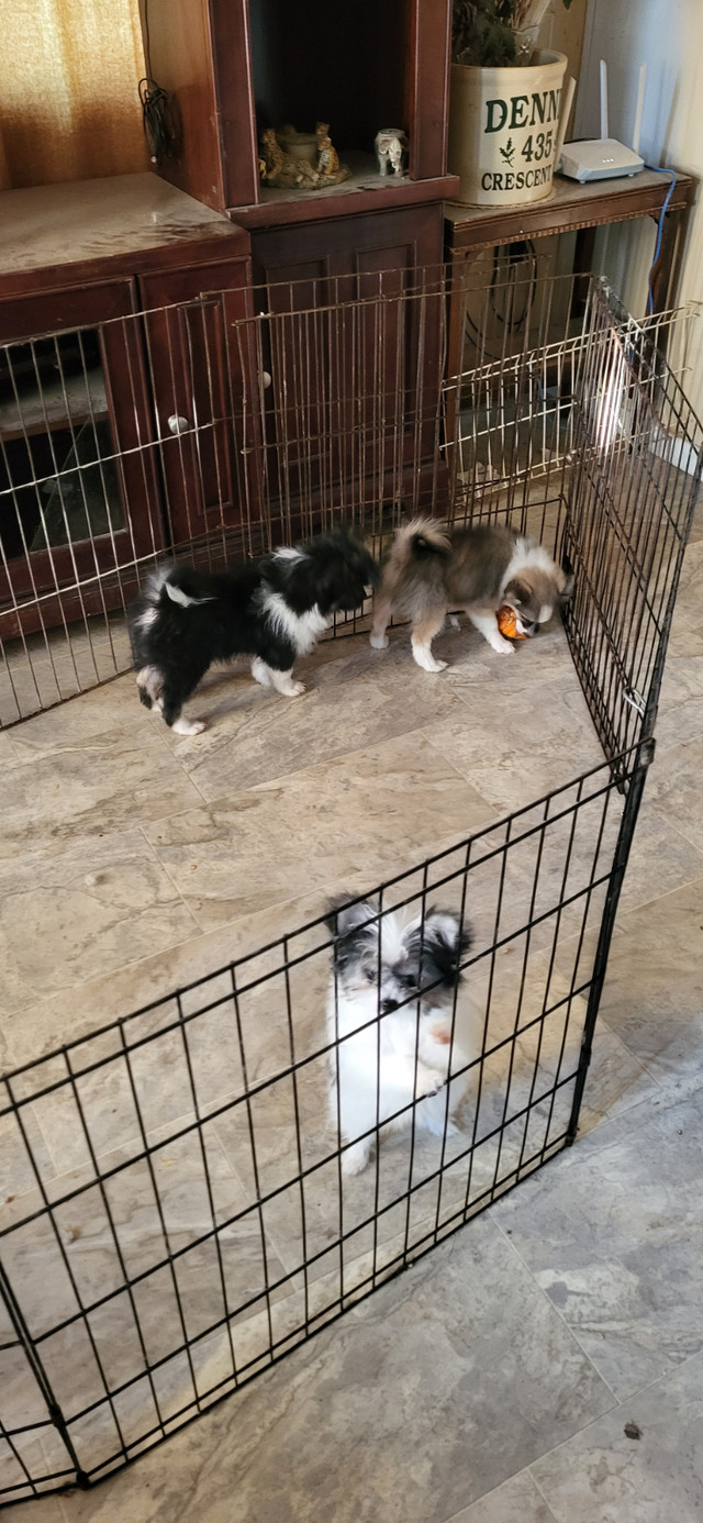Chinese Crested X in Dogs & Puppies for Rehoming in Calgary