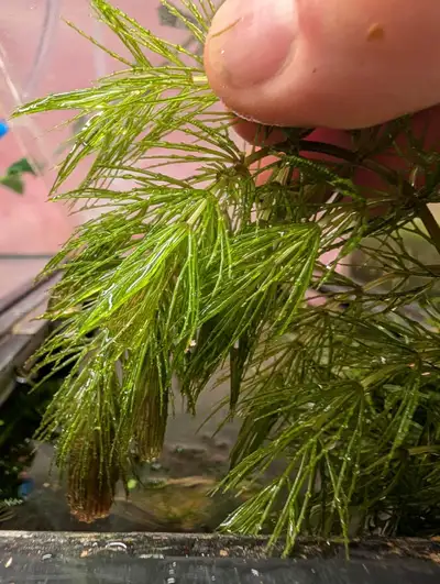 Hornwort Aquarium Plant , View more