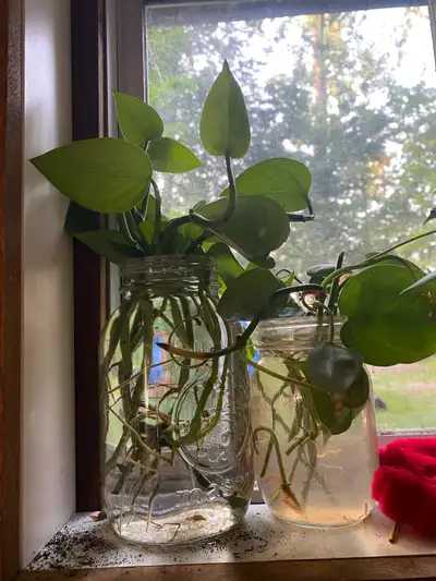 Pothos plants, View more