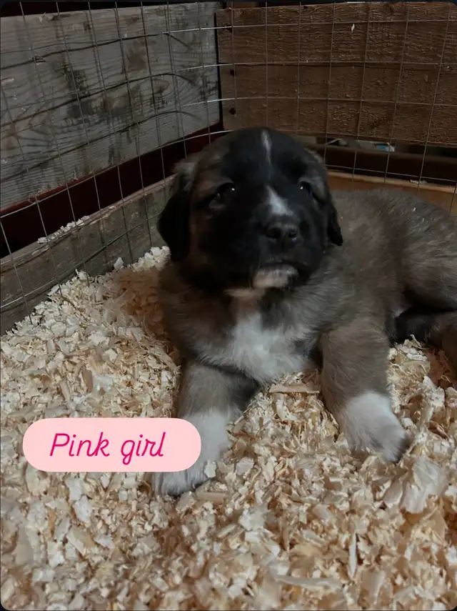 Saint Bernard mix puppies! in Dogs & Puppies for Rehoming in Winnipeg - Image 2