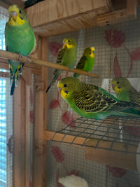 Budgie Parakeet for Sale