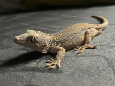 3 Year Old Gargoyle Gecko – Stripe Morph, View more