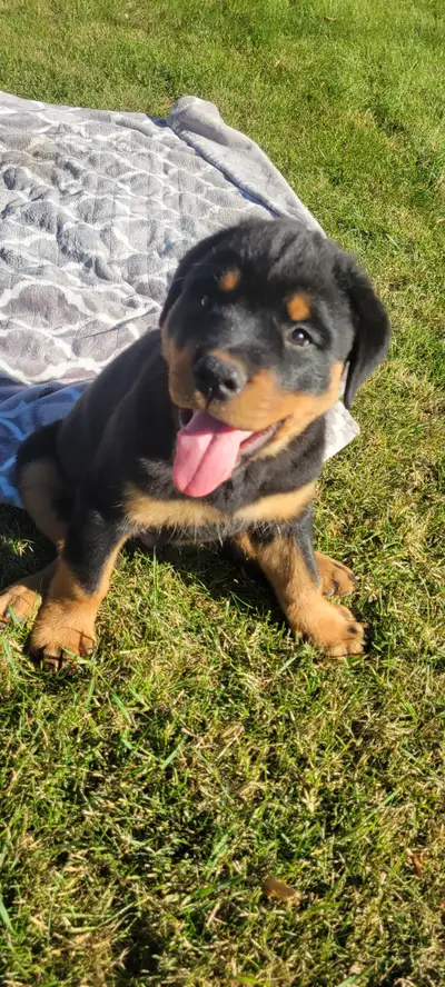 Purebred Rottweiler Male pup, View more