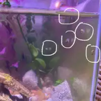 Aquarium Baby Mystery Snails