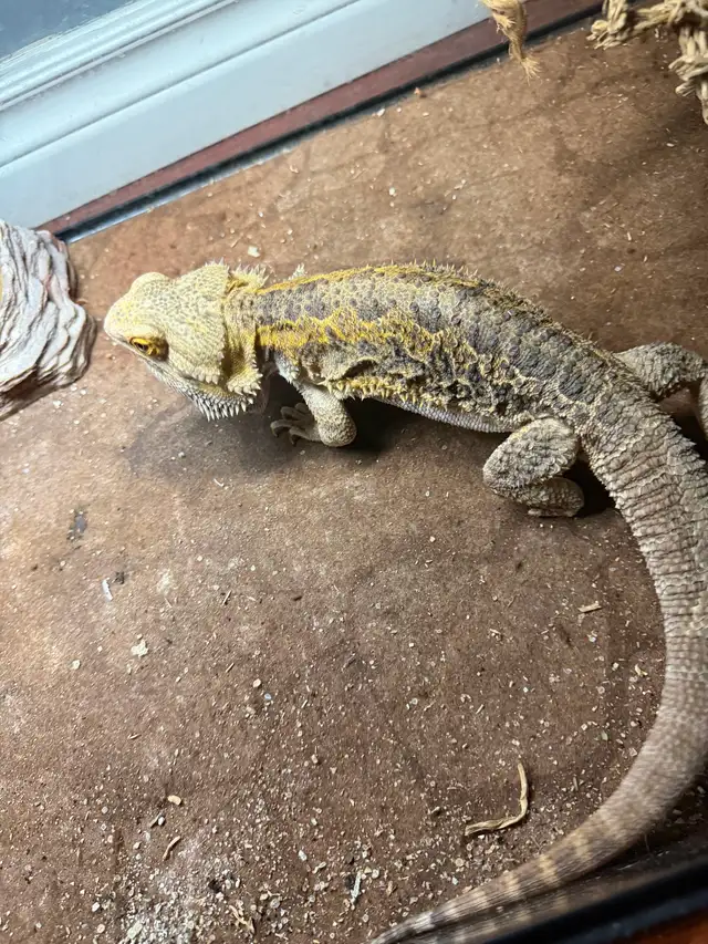 Female bearded dragon | Reptiles & Amphibians for Rehoming | Oakville ...