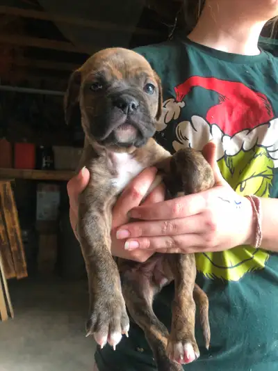 Adorable Mastiff/Bulldog Puppies, View more