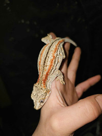 Gargoyle geckos