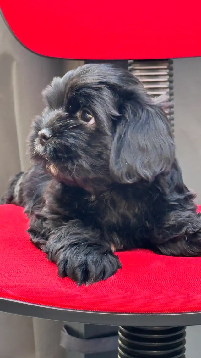 Shih tzu Puppies (Black)  - 5 Females & 2 Males in Dogs & Puppies for Rehoming in Vernon - Image 3