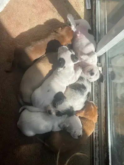 Shitzu x Bulldog (Dad) X Mini Weiner (Mom), View more