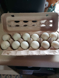 Call duck hatching eggs 