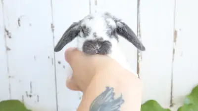 Mini Plush Lop Bunnies, View more
