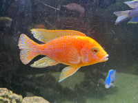 Cichlid Firefish à vendre 