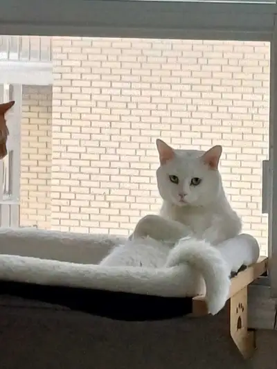 Turkish Angora cat for adoption, View more