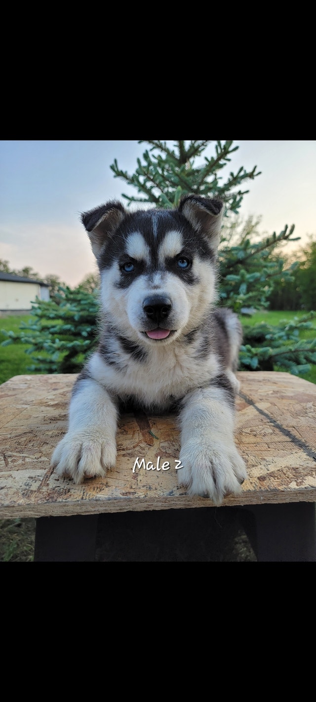 5 Beautiful Siberian Husky Puppies Left Ready To Go! Dogs & Puppies