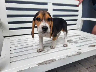 Hello, we have a beautiful purebred litter, Only 1 male puppy is still available, He is very sociali...