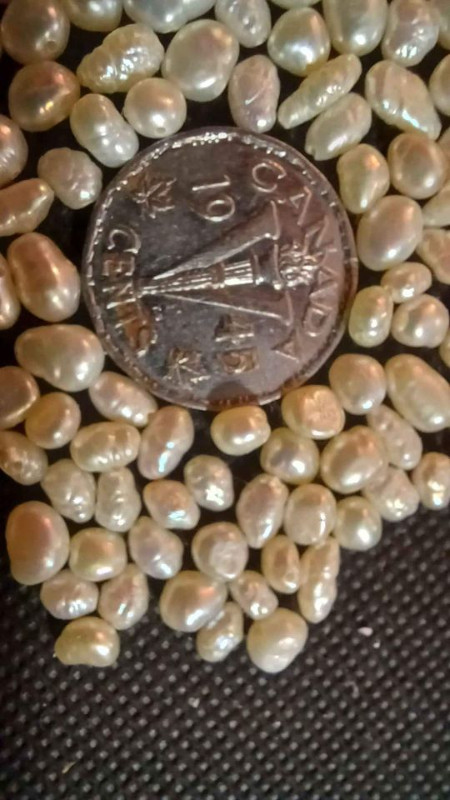 Lot of 100 drilled freshwater pearls, in Penticton in Jewellery & Watches in Penticton - Image 2