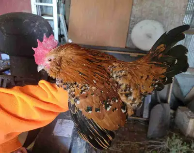 Belgian Bearded D'uccle Rooster, View more