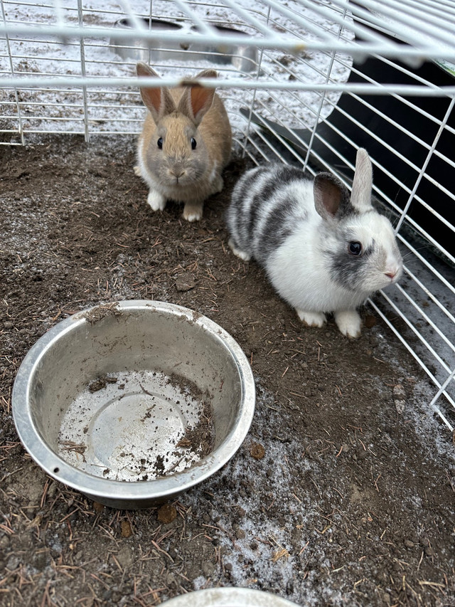 2 little bunny $ 25 each in Other Pets for Rehoming in Lethbridge