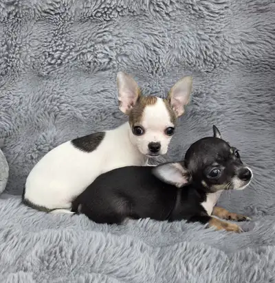 Beautiful Chihuahua puppies !!, View more