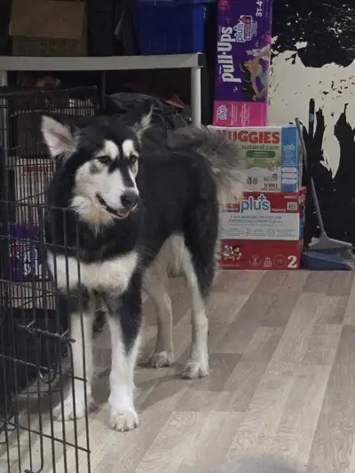 malamute for rehoming, View more