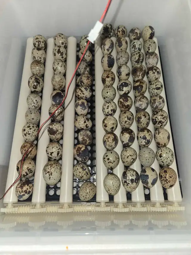 Jumbo Cortunix hatching eggs in Livestock in Strathcona County - Image 2
