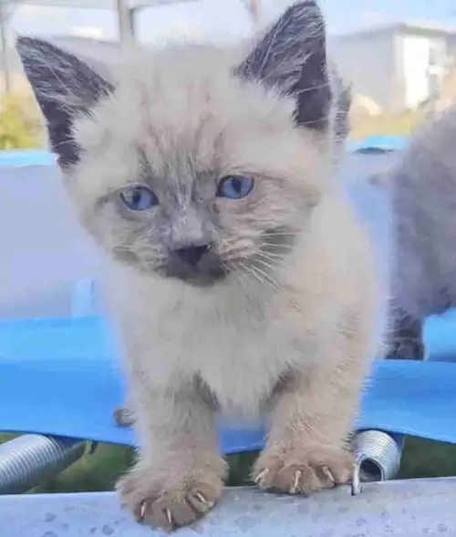 3 Girls and 3 Boys left Kittens vary in cost from $1000 to $1200 Russian Blue/Black $1000 Russian Bl...