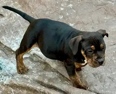 ENGLISH BULLDOG X, View more
