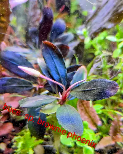 bucephelandra varieties for sale, View more