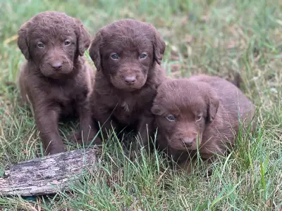 Purebred Chesapeake Bay Retriever Puppies Raised indoors and outdoors, these pups are well-socialize...