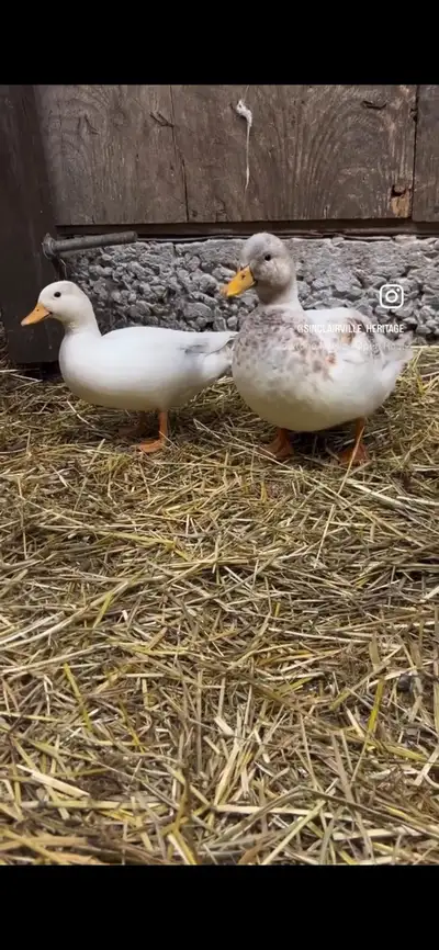 ISO Call Duck Hen , View more