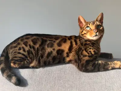 chat Bengal femelle - 4 ans, View more