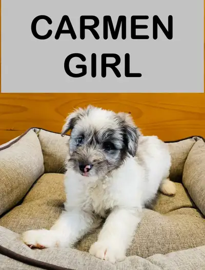 Our puppies are great mixed between poodle and maltese mix. They are known for non shedding and hypo...