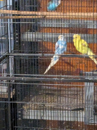 Budgies for sale 20$ each.