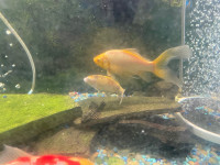Large Goldfish for Sale