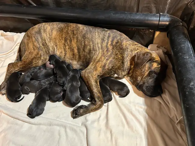 Weimaraner Presa Canario Mastiff Puppies in Dogs & Puppies for Rehoming in St. Catharines - Image 9