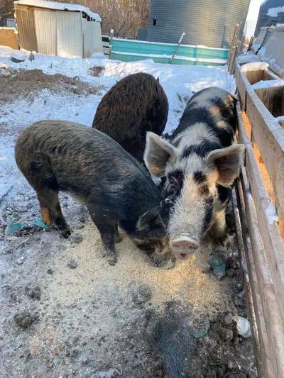 Berk Pigs, View more