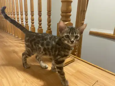 Beautiful Bengal Kitten, View more