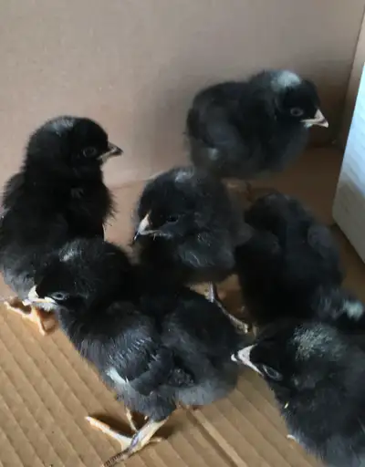 Barred Plymouth Rock chicks, View more